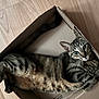 Pépito a rejoint le concours — aidez-le/la à gagner de superbes lots ! cat, tabby, cardboard_box, floor, indoor, pet, animal, feline, relaxed, cute, whiskers, ears, paws, striped, fur, lying_down, looking_up, home, cozy, resting
