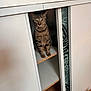 Pépito participe au concours pour gagner de l'argent avec cette photo : cat, tabby_cat, cabinet, furniture, indoor, curious, pet, animal, wood_floor, white, shelf, eyes, whiskers, ears, striped, home, hiding, peek, leaf_pattern, door