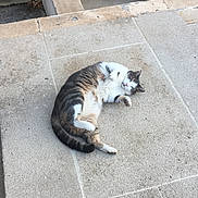 Prune participe au concours pour gagner de l'argent avec cette photo : cat, tabby, white, pet, animal, outdoor, stone_floor, relaxed, lying_down, paws, fur, cute, sleepy, sunlight, plant_pot, tile, resting, mammal, whiskers, tail