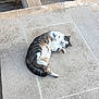 cat, tabby, white, pet, animal, outdoor, stone_floor, relaxed, lying_down, paws, fur, cute, sleepy, sunlight, plant_pot, tile, resting, mammal, whiskers, tail