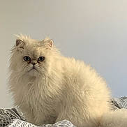 Voltaire a rejoint le concours — aidez-le/la à gagner de superbes lots ! cat, fluffy, white, blue_eyes, pet, indoor, bed, blanket, feline, animal, cute, fur, mammal, resting, looking, domestic, cozy, soft, portrait, whiskers