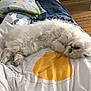 Voltaire participe au concours pour gagner de l'argent avec cette photo : cat, fluffy, white_cat, bed, blanket, folded_blanket, wooden_floor, cozy, cute, pet, indoor, sleepy, paw, fur, blue_eyes, resting, domestic_cat, feline, cute_pet, relaxed