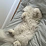 Voltaire a rejoint le concours — aidez-le/la à gagner de superbes lots ! cat, white, fluffy, bed, bedspread, paws, fur, lying_down, relaxed, indoor, pet, animal, cute, cozy, sleepy, whiskers, tail, soft, domestic_cat, feline
