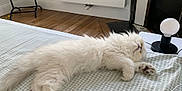 Voltaire a rejoint le concours — aidez-le/la à gagner de superbes lots ! cat, white_cat, sleeping, bed, bedspread, fluffy, indoor, lamp, wooden_floor, mirror, relaxation, cozy, furniture, paw, pet, animal, resting, home, soft, cute
