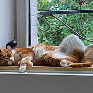 Pamplemousse participe au concours pour gagner de l'argent avec cette photo : cat, orange_cat, white_cat, window, windowsill, greenery, plant, relaxing, sleeping, pet, feline, indoor, sunlight, resting, fur, animal, domestic_animal, cozy, home, nature