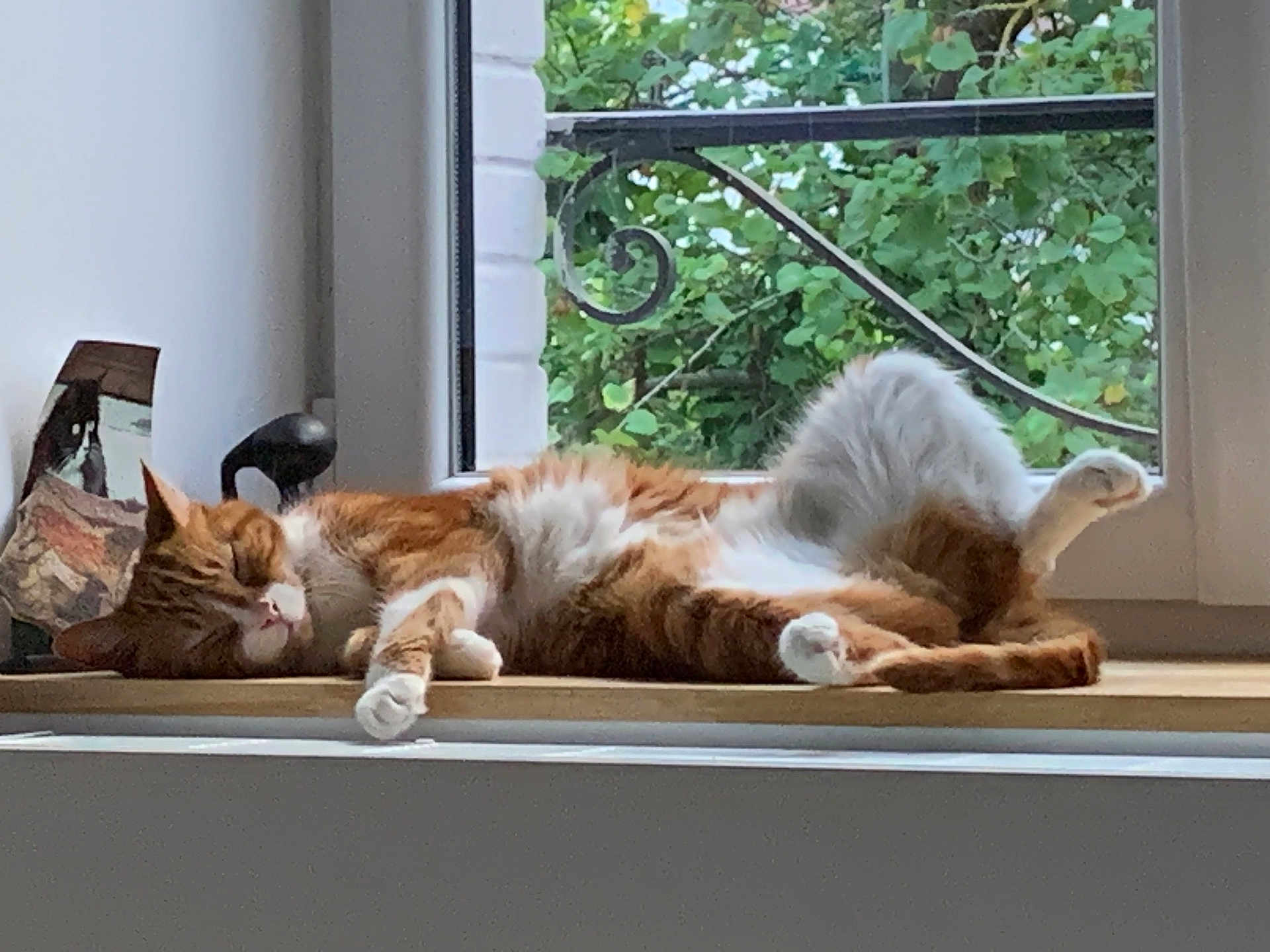 Pamplemousse participe au concours pour gagner de l'argent avec cette photo : cat, orange_cat, white_cat, window, windowsill, greenery, plant, relaxing, sleeping, pet, feline, indoor, sunlight, resting, fur, animal, domestic_animal, cozy, home, nature