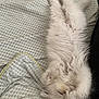 Pamplemousse a rejoint le concours — aidez-le/la à gagner de superbes lots ! cat, fluffy, white, sleeping, paws, blanket, patterned, cozy, fur, pet, indoor, relaxed, cute, animal, resting, closeup, soft, bed, laying, feline