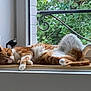 Pamplemousse participe au concours pour gagner de l'argent avec cette photo : cat, orange_cat, white_cat, window, windowsill, greenery, plant, relaxing, sleeping, pet, feline, indoor, sunlight, resting, fur, animal, domestic_animal, cozy, home, nature