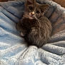 animal, blue_blanket, cat, cozy, curious, cute, domestic_cat, fluffy, fur, gray_cat, indoor, kitten, looking_up, pet, resting, small, soft_blanket, whiskers, white_markings, young