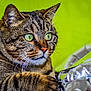 animal, background, cat, close_up, curious, domestic_cat, ears, face, feline, focused, fur, green_eyes, indoor, looking, paw, pet, portrait, shiny_object, tabby_cat, whiskers