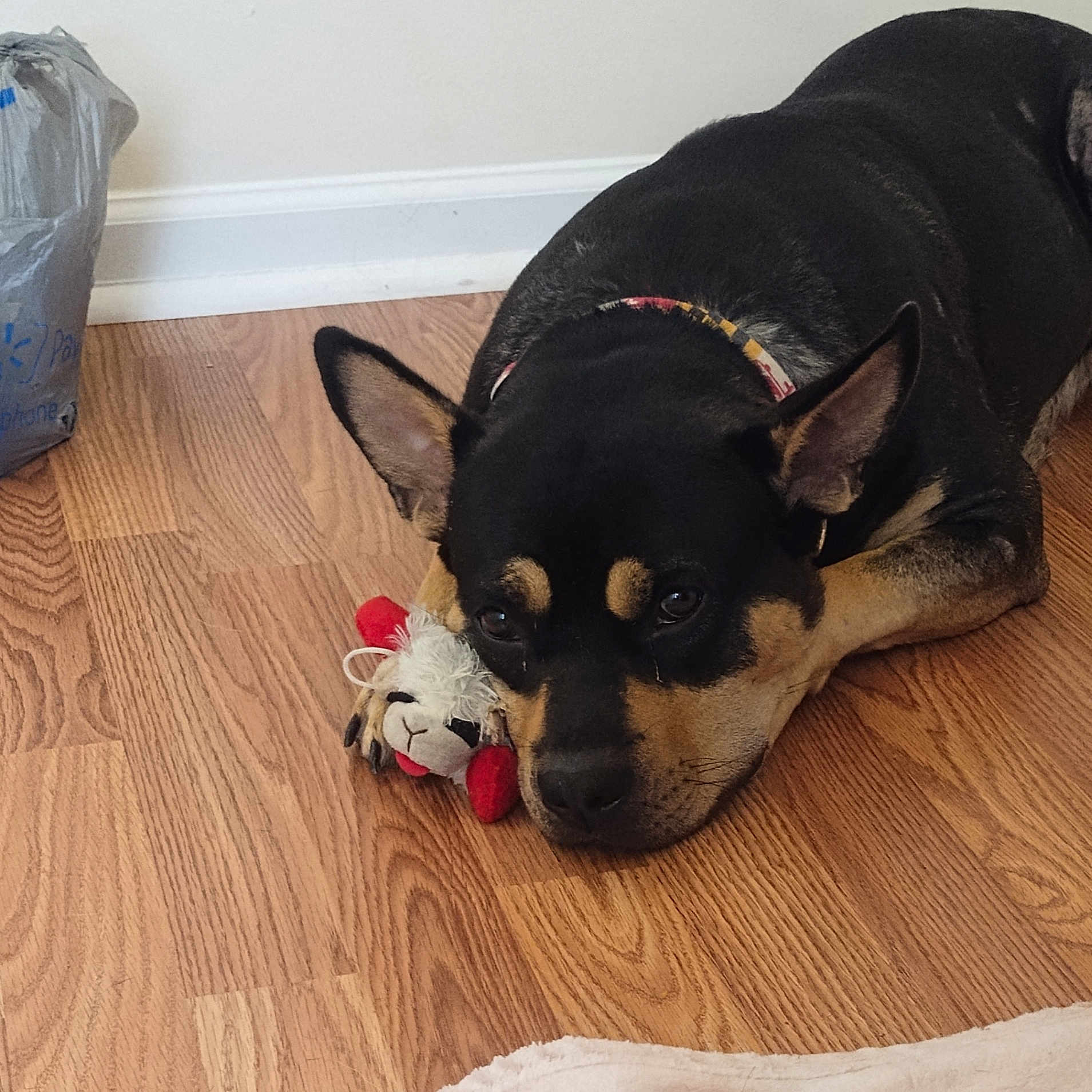 Diamond joined the competition — help win amazing prizes! animal, ball, bulldog, canine, dog, germanshepherd, hardwood, hound, husky, indoors, interiordesign, person, pet, puppy, sleeping, sport, stainedwood, tennis, tennisball, wood