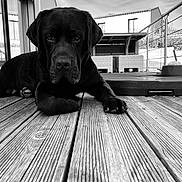 Diego participe au concours pour gagner de l'argent avec cette photo : dog, black_dog, wooden_deck, outdoor, patio, furniture, building, sky, calm, relaxing, pet, animal, portrait, black_and_white, texture, nature, daylight, leisure, canine, closeup