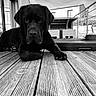 dog, black_dog, wooden_deck, outdoor, patio, furniture, building, sky, calm, relaxing, pet, animal, portrait, black_and_white, texture, nature, daylight, leisure, canine, closeup