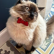 Cloud joined the competition — help win amazing prizes! cat, fluffy, bow_tie, blue_eyes, curious, indoor, floor_tiles, pet, animal, feline, sitting, close_up, cute, domestic_cat, whiskers, furry, portrait, indoor_lighting, colorful_floor, house_pet
