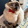 cat, fluffy, bow_tie, blue_eyes, curious, indoor, floor_tiles, pet, animal, feline, sitting, close_up, cute, domestic_cat, whiskers, furry, portrait, indoor_lighting, colorful_floor, house_pet