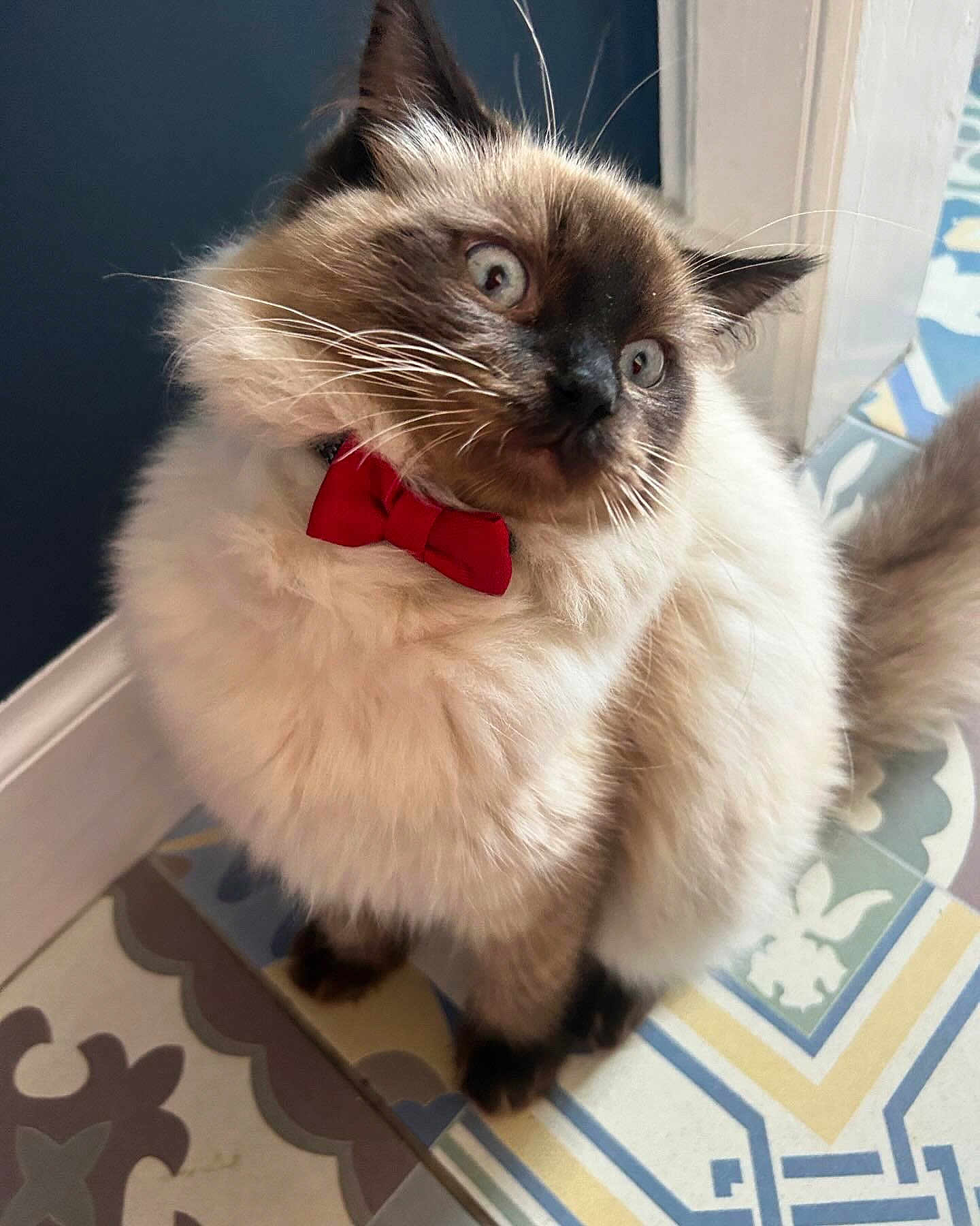 Cloud joined the competition — help win amazing prizes! cat, fluffy, bow_tie, blue_eyes, curious, indoor, floor_tiles, pet, animal, feline, sitting, close_up, cute, domestic_cat, whiskers, furry, portrait, indoor_lighting, colorful_floor, house_pet