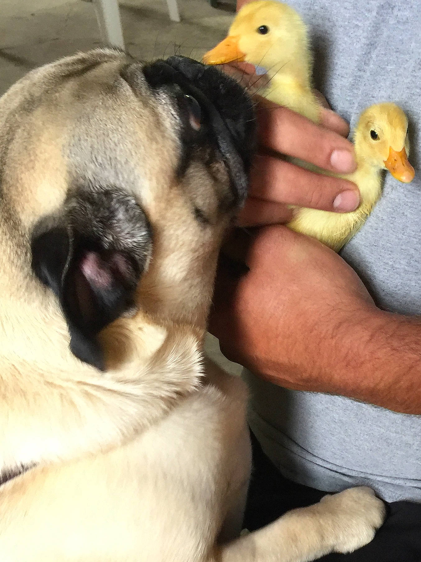 Daisy is registered to the contest to win money with this photo: _geese_and_swans, beak, bird, carnivore, companion_dog, dog, dog_breed, duck, ducks, fawn, fowl, hand, mammal, poultry, pug, snout, toy_dog, vertebrate, water_bird, waterfowl