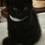 black_kitten, cat, kitten, pet, indoor, collar, feline, cute, animal, sitting, young_cat, domestic_cat, closeup, fur, whiskers, eyes, cozy, furniture, basket, texture