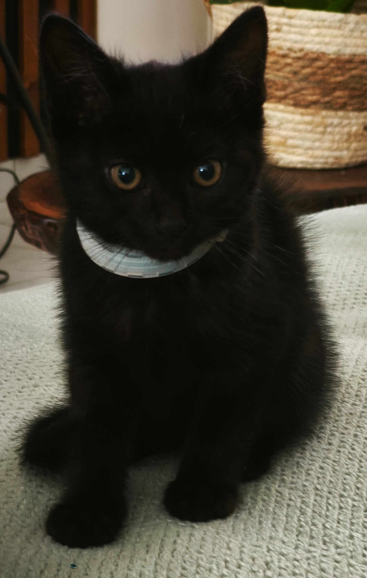 Simba
