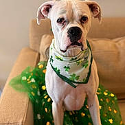 Betty White joined the competition — help win amazing prizes! dog, white_dog, bandana, green_skirt, clover_pattern, couch, indoor, pet, animal, portrait, st_patricks_day, festive, costume, sitting, close_up, cute, domestic_dog, canine, decor, home