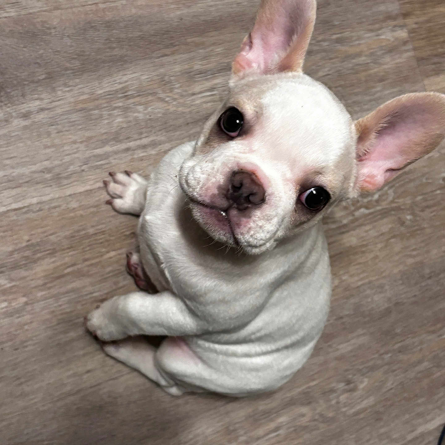 Nora Lynn is registered to the contest to win money with this photo: big_ears, companion, curious, cute, dog, domestic, eyes, french_bulldog, hardwood_floor, indoor, looking_up, nose, paws, pet, playful, portrait, puppy, sitting, white_fur, wrinkles
