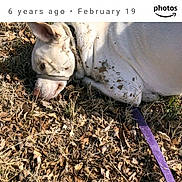 Sly joined the competition — help win amazing prizes! dog, white_dog, lying_down, outdoor, leaves, dry_leaves, dirt, harness, leash, resting, animal, pet, nature, grass, sunlight, close_up, canine, playful, sleepy, messy