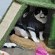 Espresso joined the competition — help win amazing prizes! cat, cat_tree, sweater, toy, bowl, food, rug, floor, indoor, pet, black_and_white, curious, carpeted, feline, cozy, animal, domestic, pink_bag, wooden_floor, household