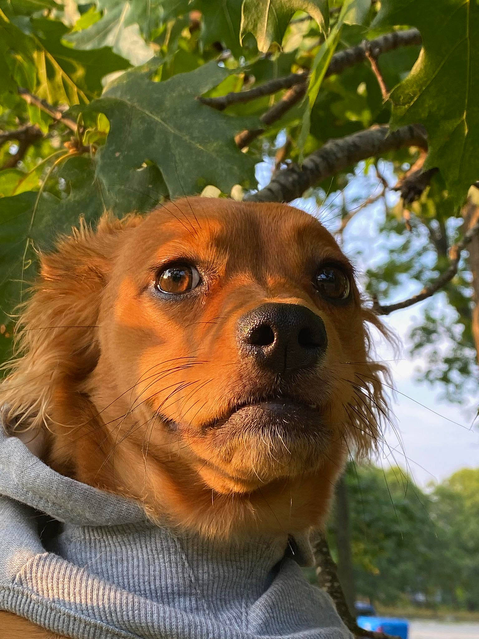 Bayley is registered to the contest to win money with this photo: ancient_dog_breeds, canidae, carnivore, companion_dog, dog, dog_breed, fawn, flower, fur, grass, hunting_dog, liver, plant, puppy, sky, snout, sporting_group, tree, whiskers, working_animal