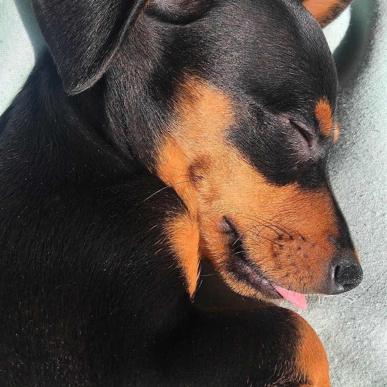 Pegasus is registered to the contest to win money with this photo: accessories, animal, appenzeller, beagle, bodypart, bulldog, canine, collar, dog, hound, labradorretriever, mouth, person, pet, puppy, sleeping, snout