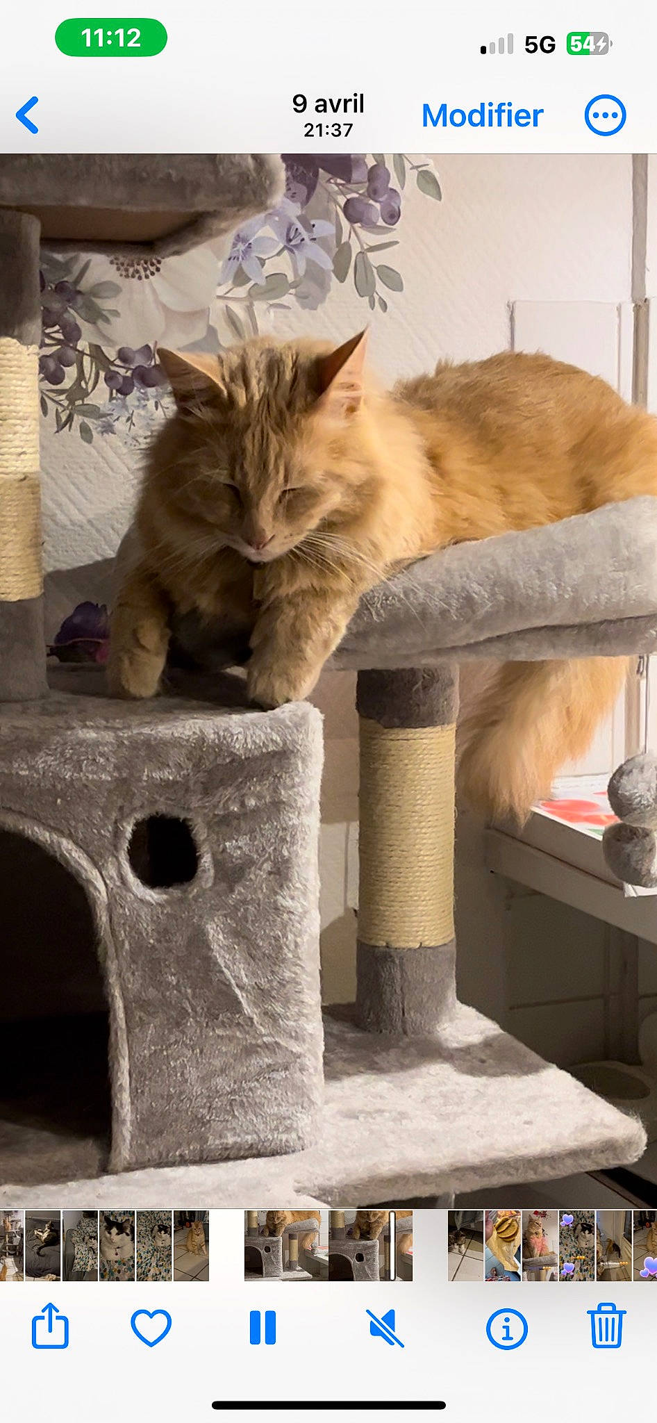 Brioche participe au concours pour gagner de l'argent avec cette photo : art, carnivore, cat, cat_furniture, cat_supply, chair, comfort, domestic_short_haired_cat, fawn, felidae, fur, grey, pedestal, pet_supply, room, small_to_medium_sized_cats, table, tail, whiskers, wood