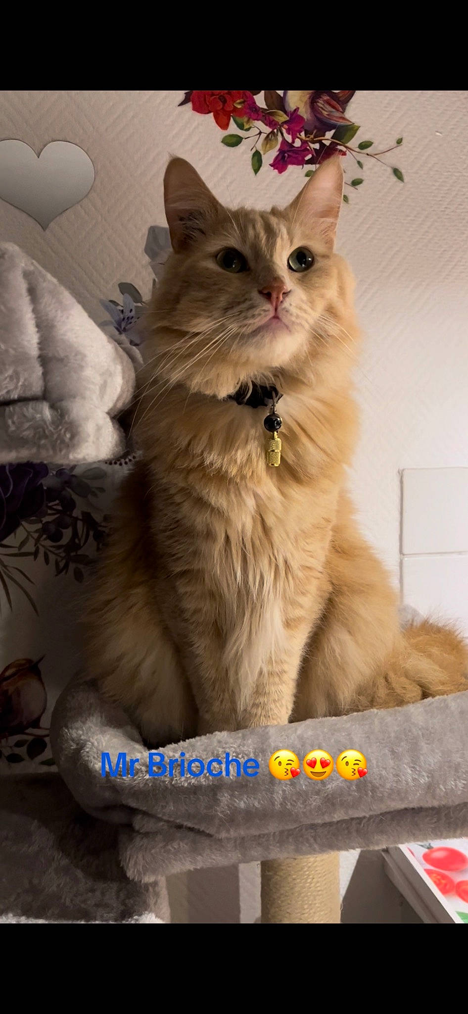 Brioche participe au concours pour gagner de l'argent avec cette photo : carnivore, cat, event, fawn, felidae, fur, maine_coon, ragdoll, small_to_medium_sized_cats, tail, terrestrial_animal, whiskers