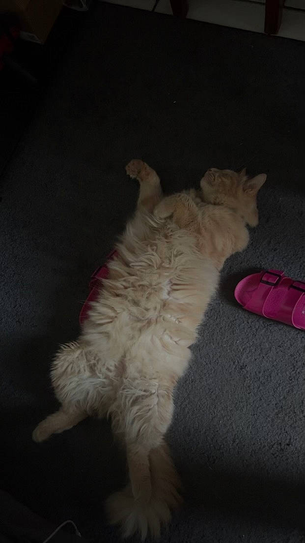 Brioche a rejoint le concours — aidez-le/la à gagner de superbes lots ! canidae, carmine, carnivore, cat, companion_dog, darkness, dog_breed, fawn, felidae, flooring, fur, paw, small_to_medium_sized_cats, sporting_group, tail, toy_dog, whiskers