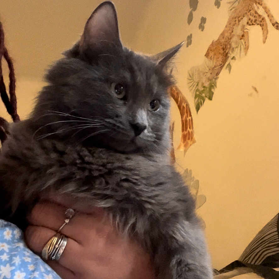 Simba