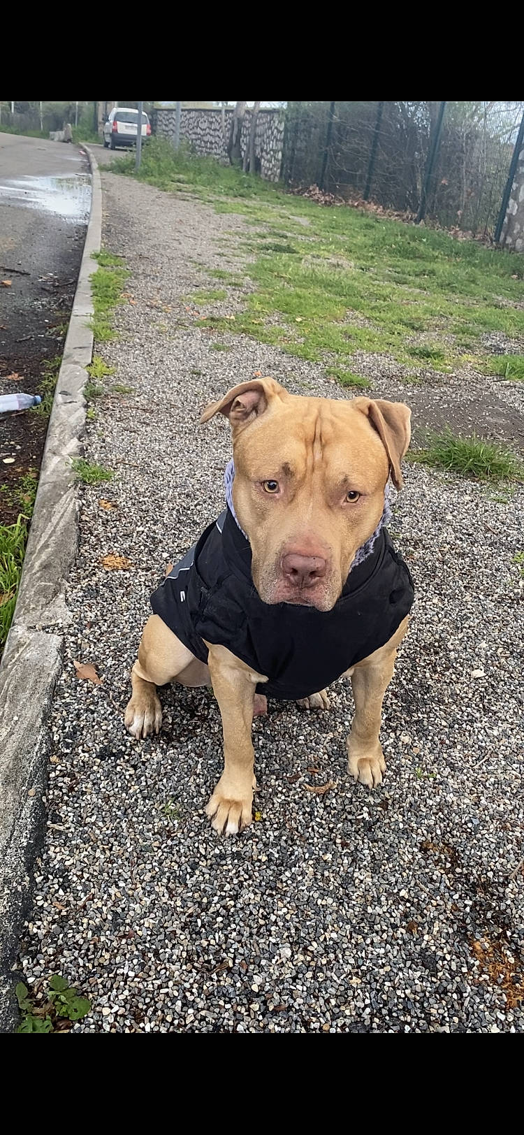 Hades participe au concours pour gagner de l'argent avec cette photo : asphalt, canidae, carnivore, companion_dog, dog, dog_breed, dog_clothes, fawn, grass, non_sporting_group, plant, road_surface, shadow, sidewalk, snout, soil, sporting_group, terrestrial_animal, tree, working_animal