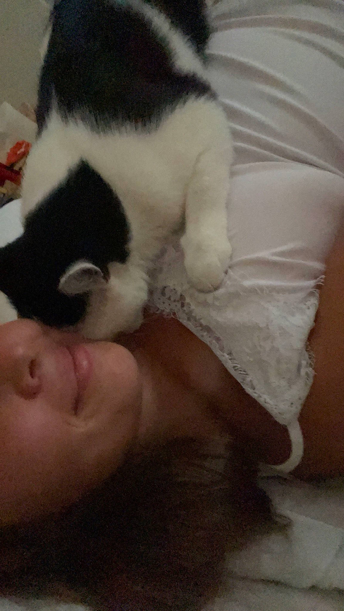 Miki a rejoint le concours — aidez-le/la à gagner de superbes lots ! beard, carnivore, cat, comfort, companion_dog, dog_breed, ear, felidae, fur, head, jaw, leg, neck, nose, paw, small_to_medium_sized_cats, snout, tail, textile, whiskers