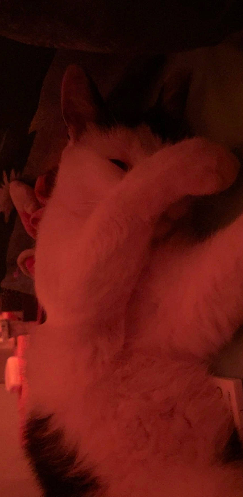 Miki participe au concours pour gagner de l'argent avec cette photo : canidae, carnivore, cat, claw, cloud, comfort, darkness, ear, fawn, felidae, flesh, fur, paw, pink, sky, small_to_medium_sized_cats, snout, tail, tints_and_shades, whiskers