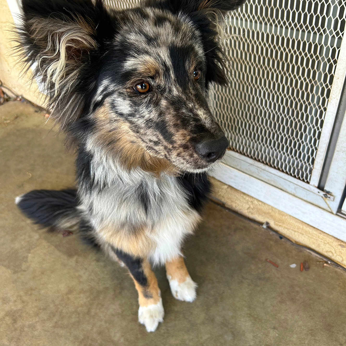 Ellie is registered to the contest to win money with this photo: alert, animal, brown_eyes, canine, close_up, companion, concrete_floor, cute, dog, domestic_animal, ears, fur, fur_pattern, mesh_door, outdoor, paw, pet, portrait, sitting, watchful