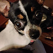 Tulip joined the competition — help win amazing prizes! dog, small_dog, black_and_white, close_up, pet, curious, indoors, blurry_background, large_eyes, canine, animal, fur, face, ears, nose, whiskers, companion, domestic_animal, looking, portrait