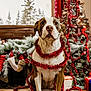 dog, tinsel, christmas_tree, holiday, fireplace, window, snow, winter, decorations, gift_box, floor, curtain, indoor, pet, festive, brown_and_white, sitting, animal, cozy, seasonal