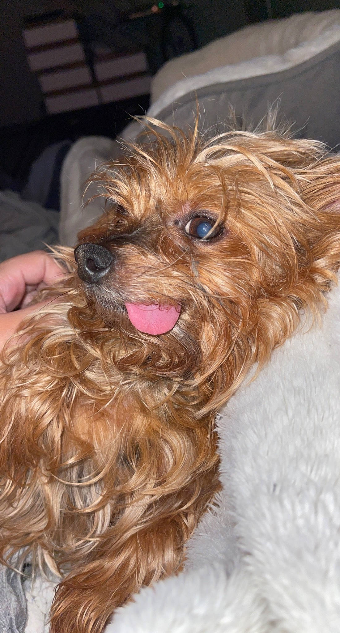 Jenna is registered to the contest to win money with this photo: canidae, carnivore, companion_dog, dog, dog_breed, dog_collar, ear, fur, liver, maltepoo, puppy_love, small_terrier, smile, snout, sporting_group, terrier, toy_dog, water_dog, working_animal, yorkipoo