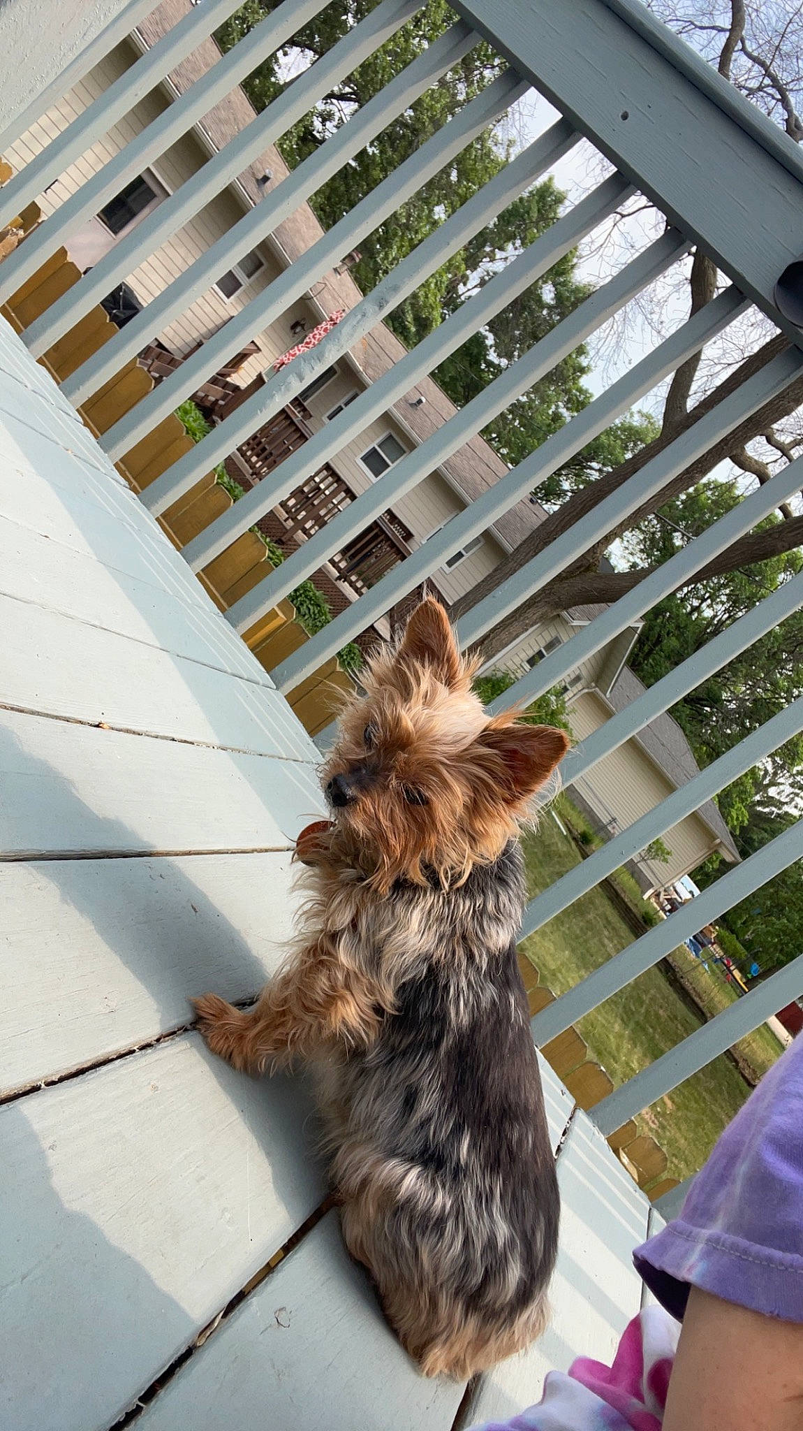 Jenna is registered to the contest to win money with this photo: building, carnivore, collar, companion_dog, dog, dog_breed, fawn, felidae, fur, line, pet_supply, plant, small_to_medium_sized_cats, tail, terrestrial_animal, terrier, toy_dog, whiskers, window, wood