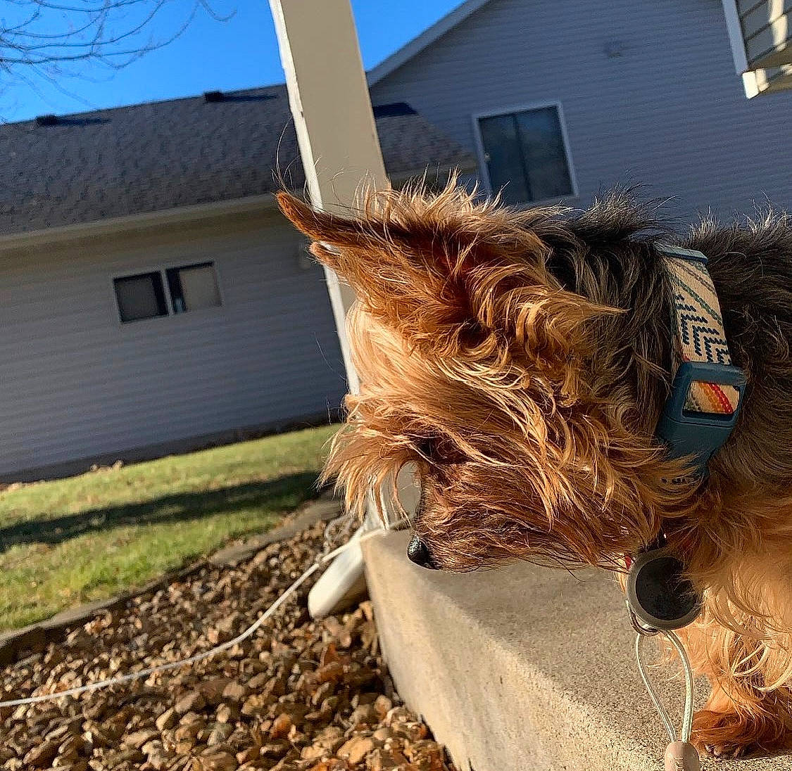Jenna is registered to the contest to win money with this photo: carnivore, collar, companion_dog, dog, dog_breed, dog_collar, dog_supply, fawn, grass, house, liver, pet_supply, sky, snout, sporting_group, tail, tints_and_shades, window, wood, working_animal