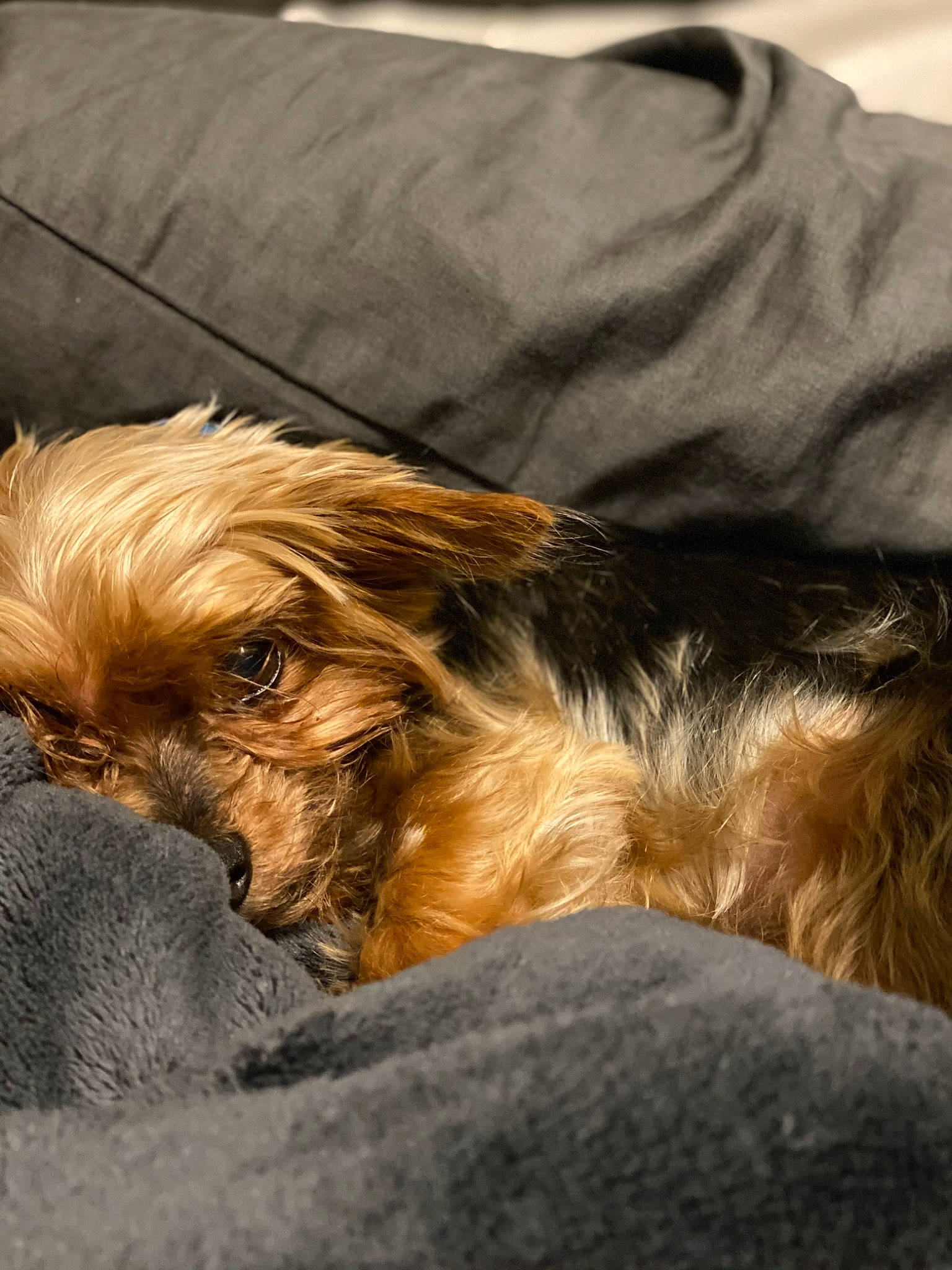 Jenna is registered to the contest to win money with this photo: canidae, carnivore, comfort, companion_dog, dog, dog_breed, ear, flooring, fur, liver, nap, snout, sporting_group, working_animal, working_terrier