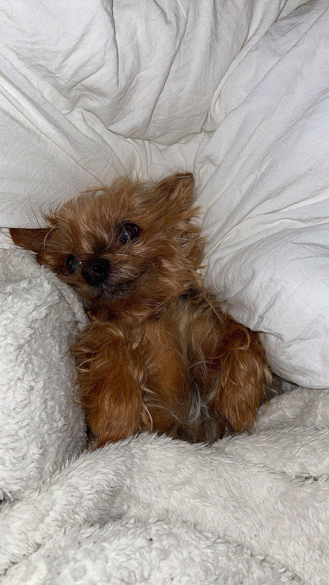 Jenna is registered to the contest to win money with this photo: canidae, carnivore, companion_dog, dog, dog_breed, dog_supply, fawn, fur, liver, maltepoo, small_terrier, snow, sporting_group, terrestrial_animal, terrier, toy_dog, whiskers, working_animal, yorkipoo, yorkshire_terrier