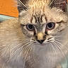 Miko is registered to the contest to win money with this photo: cat, close_up, blue_eyes, whiskers, feline, indoor, pet, curious, fluffy, soft_fur, orange_background, blue_background, animal, portrait, young_cat, tabby, ears, face, expressive, domestic