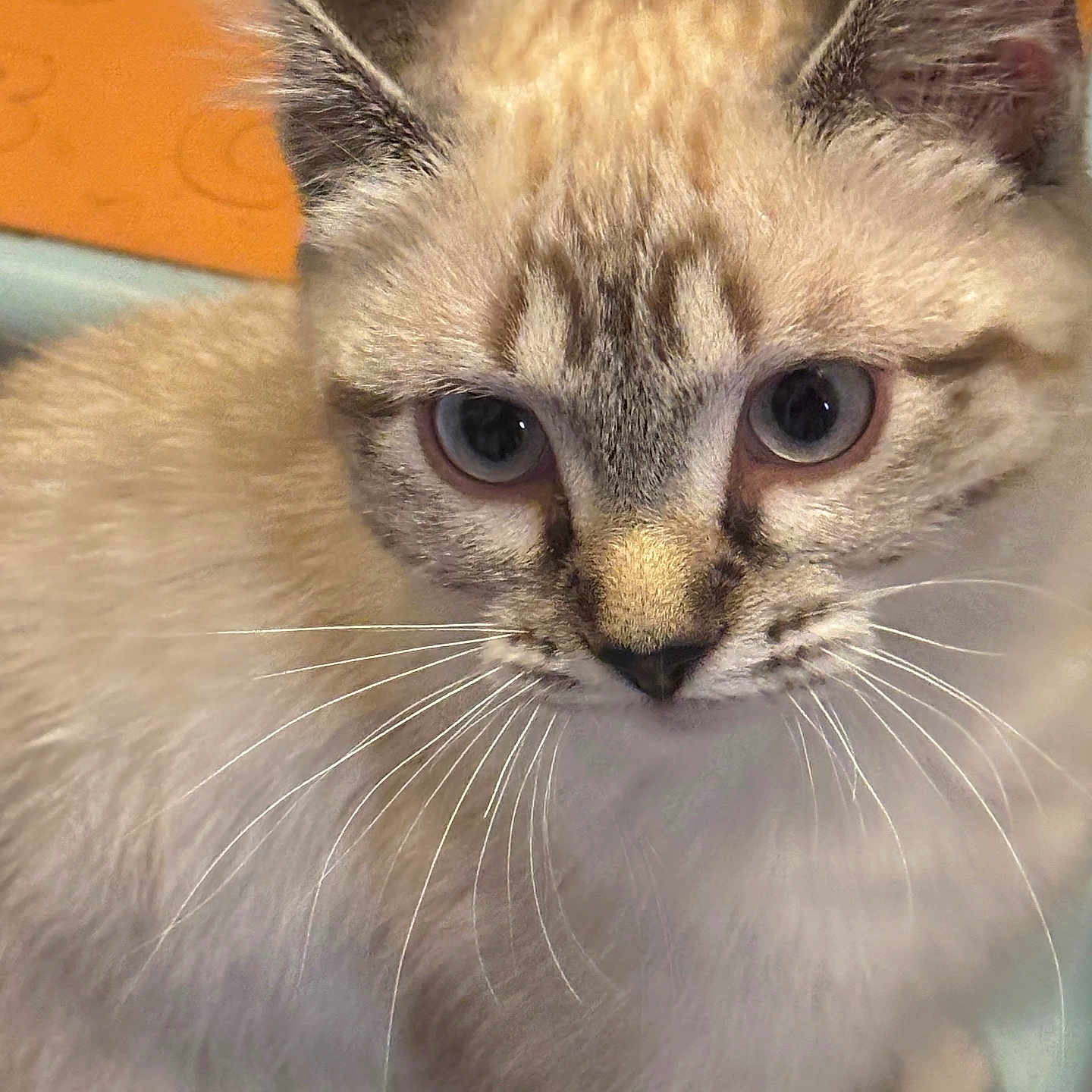 Miko