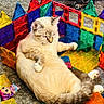 Miko is registered to the contest to win money with this photo: cat, animal, pet, indoor, colorful, toys, blocks, plastic, carpet, doll, furniture, relaxed, fluffy, sitting, play, closeup, cute, home, bright, soft