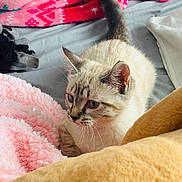 Miko is registered to the contest to win money with this photo: cat, kitten, animal, pet, fur, blue_eyes, blanket, bed, cozy, indoor, soft, cute, whiskers, tail, resting, comfort, pink_blanket, yellow_blanket, gray_bed_sheet, relax