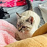 cat, kitten, animal, pet, fur, blue_eyes, blanket, bed, cozy, indoor, soft, cute, whiskers, tail, resting, comfort, pink_blanket, yellow_blanket, gray_bed_sheet, relax