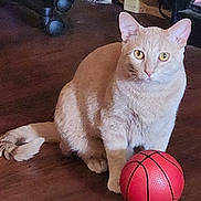 Charlie joined the competition — help win amazing prizes! animal, basketball, cat, chair_wheels, curious, cute, domestic, feline, floor, household, indoor, looking, orange_cat, paw, pet, pet_toy, sitting, toy, wooden_floor, yellow_eyes